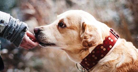 Residencia para perros en Albacete Residencia de perros en Albacete